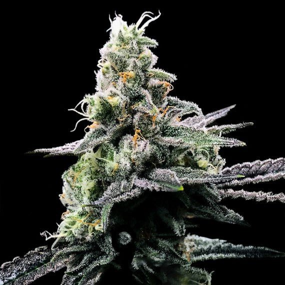 DNA Genetics-Purple Kosher