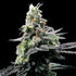 DNA Genetics-Purple Kosher