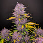 Purple Lemonade Auto - Cannaseuse - Curated Genetics - 42 Fast Buds