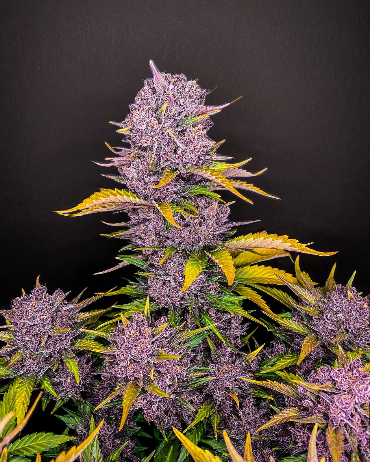 Purple Lemonade Auto - Cannaseuse - Curated Genetics - 42 Fast Buds