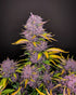 Purple Lemonade Auto - Cannaseuse - Curated Genetics - 42 Fast Buds