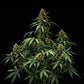 Purple Lemonade Auto - Cannaseuse - Curated Genetics - Royal Queen Seeds