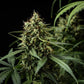 Purple Lemonade Auto - Cannaseuse - Curated Genetics - Royal Queen Seeds
