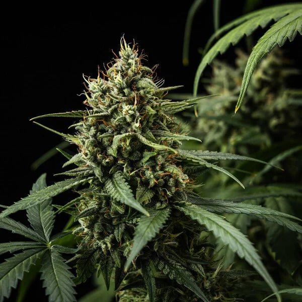 Purple Lemonade Auto - Cannaseuse - Curated Genetics - Royal Queen Seeds