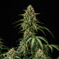 Purple Lemonade Auto - Cannaseuse - Curated Genetics - Royal Queen Seeds