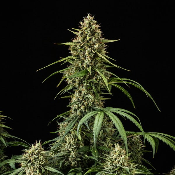 Purple Lemonade Auto - Cannaseuse - Curated Genetics - Royal Queen Seeds