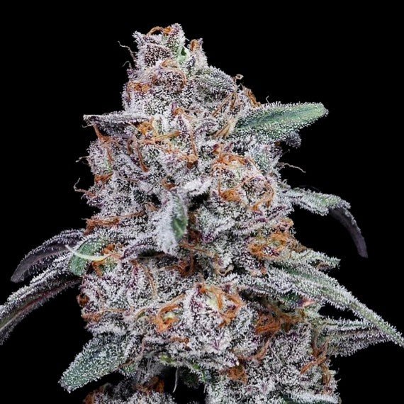 Purple People Eater