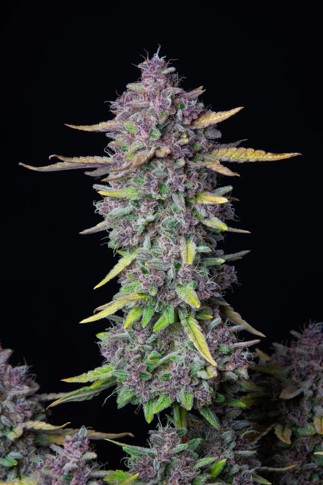 Purple Punch Auto - 42 Fast Buds