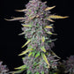 Purple Lemonade Auto - Cannaseuse - Curated Genetics - 42 Fast Buds