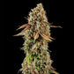 Purple Punch - Cannaseuse - Curated Genetics - Royal Queen Seeds