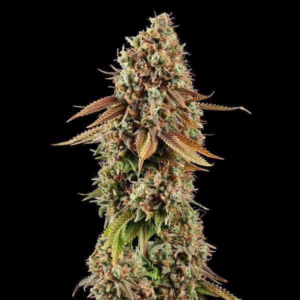 Purple Punch - Cannaseuse - Curated Genetics - Royal Queen Seeds
