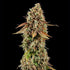 Purple Punch - Cannaseuse - Curated Genetics - Royal Queen Seeds