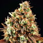 Purple Punch - Cannaseuse - Curated Genetics - Royal Queen Seeds