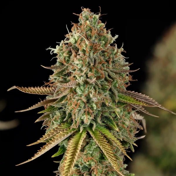 Purple Punch - Cannaseuse - Curated Genetics - Royal Queen Seeds