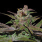 DNA Genetics-Purple Wreck
