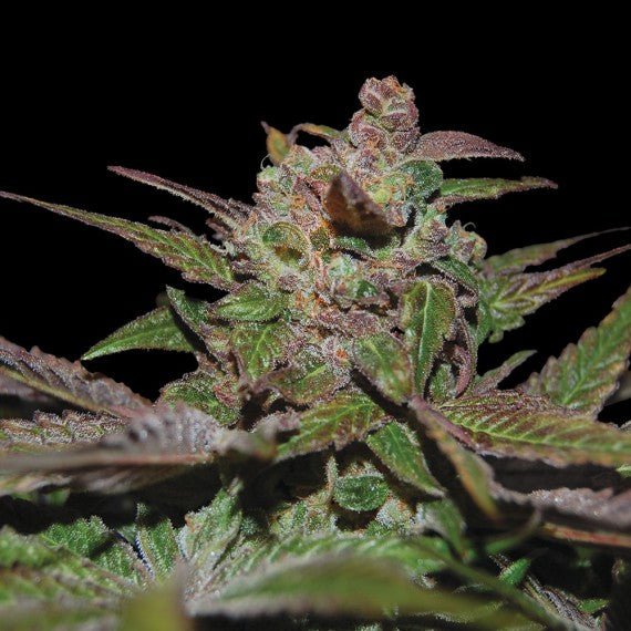 DNA Genetics-Purple Wreck