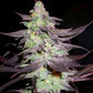DNA Genetics-Purple Wreck