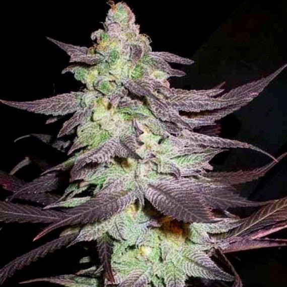 DNA Genetics-Purple Wreck