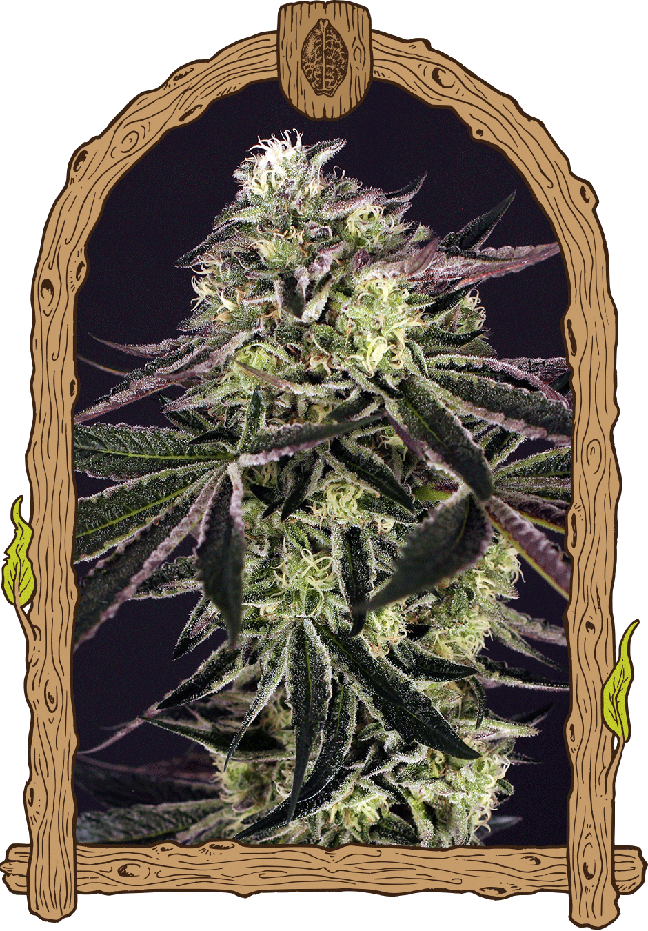 Purple Shot - Cannaseuse - Curated Genetics - Exotic Seed