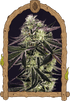 Purple Shot - Cannaseuse - Curated Genetics - Exotic Seed