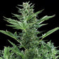 Quick One Auto - Cannaseuse - Curated Genetics - Royal Queen Seeds
