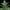 Quick One Auto - Cannaseuse - Curated Genetics - Royal Queen Seeds