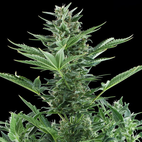 Quick One Auto - Cannaseuse - Curated Genetics - Royal Queen Seeds