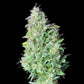 Quick One Auto - Cannaseuse - Curated Genetics - Royal Queen Seeds