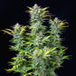 Quick One Auto - Cannaseuse - Curated Genetics - Royal Queen Seeds