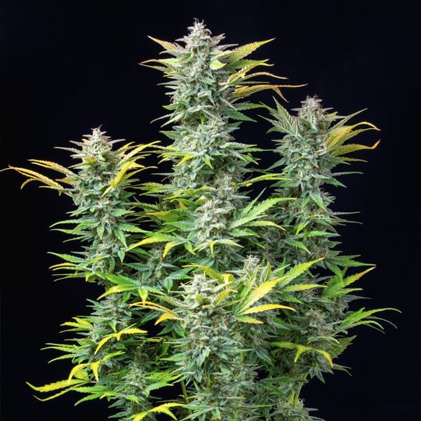 Quick One Auto - Cannaseuse - Curated Genetics - Royal Queen Seeds