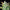 Quick One Auto - Cannaseuse - Curated Genetics - Royal Queen Seeds