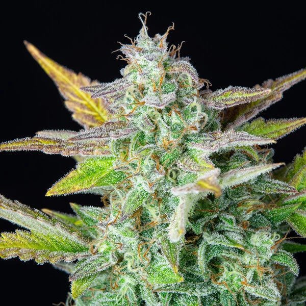Quick One Auto - Cannaseuse - Curated Genetics - Royal Queen Seeds