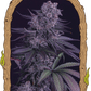 Quick Black Lemon - Cannaseuse - Curated Genetics - Exotic Seed