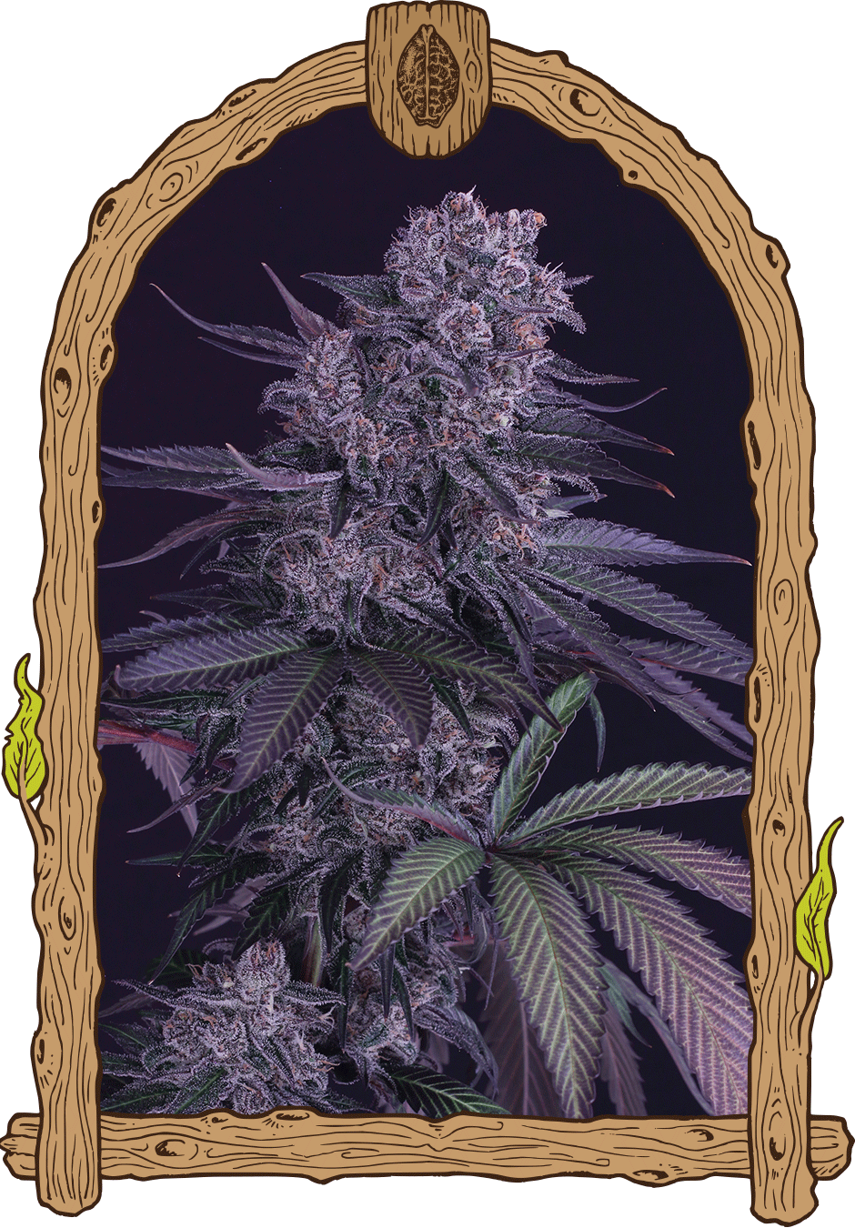 Quick Black Lemon - Cannaseuse - Curated Genetics - Exotic Seed
