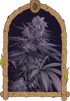 Quick Black Lemon - Cannaseuse - Curated Genetics - Exotic Seed