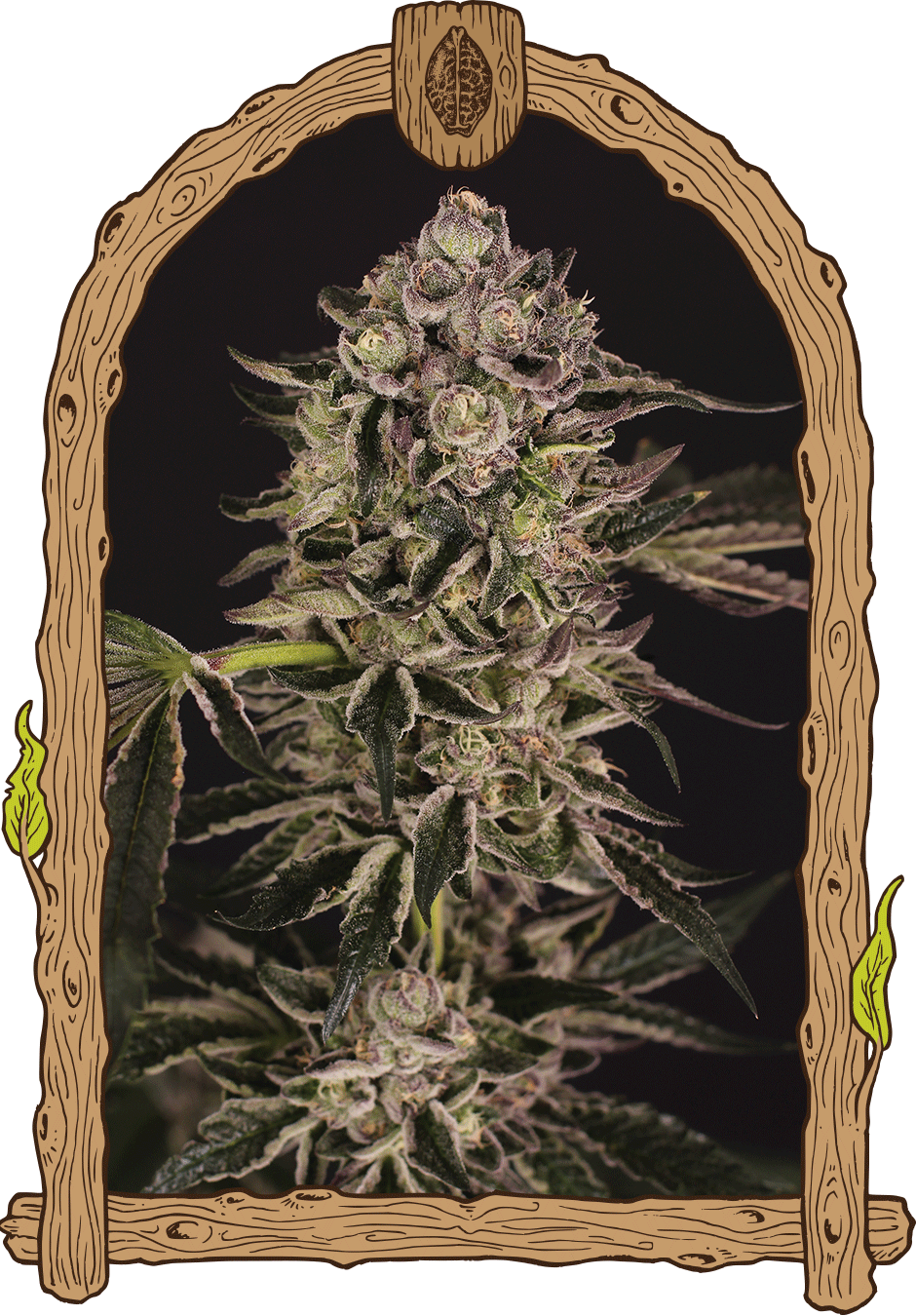 Quick Sherbet - Cannaseuse - Curated Genetics - Exotic Seed