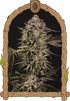 Quick Sherbet - Cannaseuse - Curated Genetics - Exotic Seed