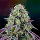 Perfect Tree Seeds-Rainbow Triangle