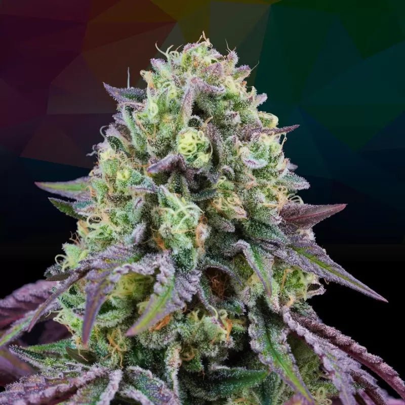 Perfect Tree Seeds-Rainbow Triangle