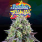 Perfect Tree Seeds-Rainbow Triangle