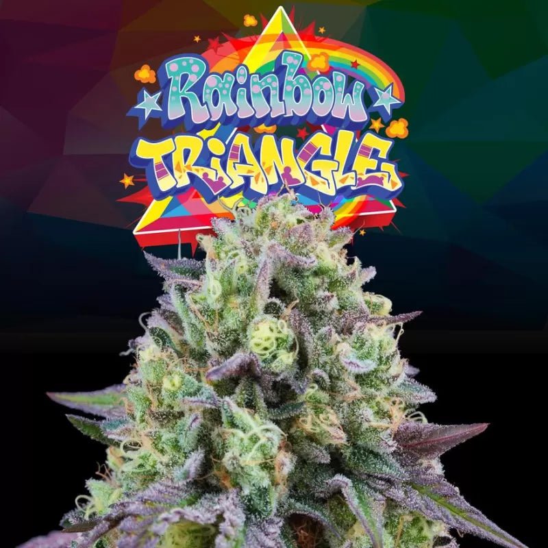 Rainbow Triangle