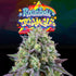 Perfect Tree Seeds-Rainbow Triangle