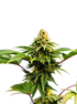 Grateful Seeds-Rasjelly Pamqueen