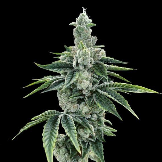 DNA Genetics-Recon 2.0