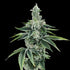 DNA Genetics-Recon 2.0