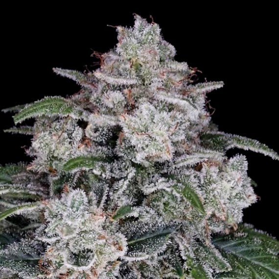 DNA Genetics-Return of the MAC