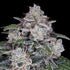 DNA Genetics-Return of the MAC