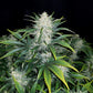 Rhino Ryder Auto - Cannaseuse - Curated Genetics - 42 Fast Buds