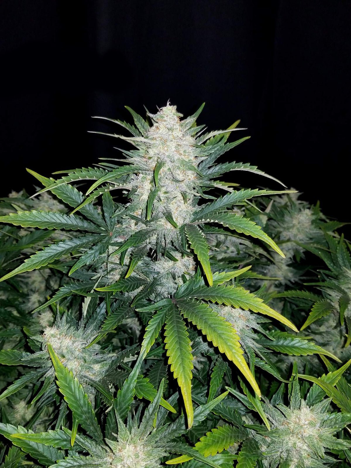 Rhino Ryder Auto - Cannaseuse - Curated Genetics - 42 Fast Buds