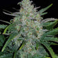 Rhino Ryder Auto - Cannaseuse - Curated Genetics - 42 Fast Buds